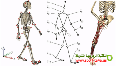 المفاهيم الاساسية في الميكانيكا الحيوية الرياضية